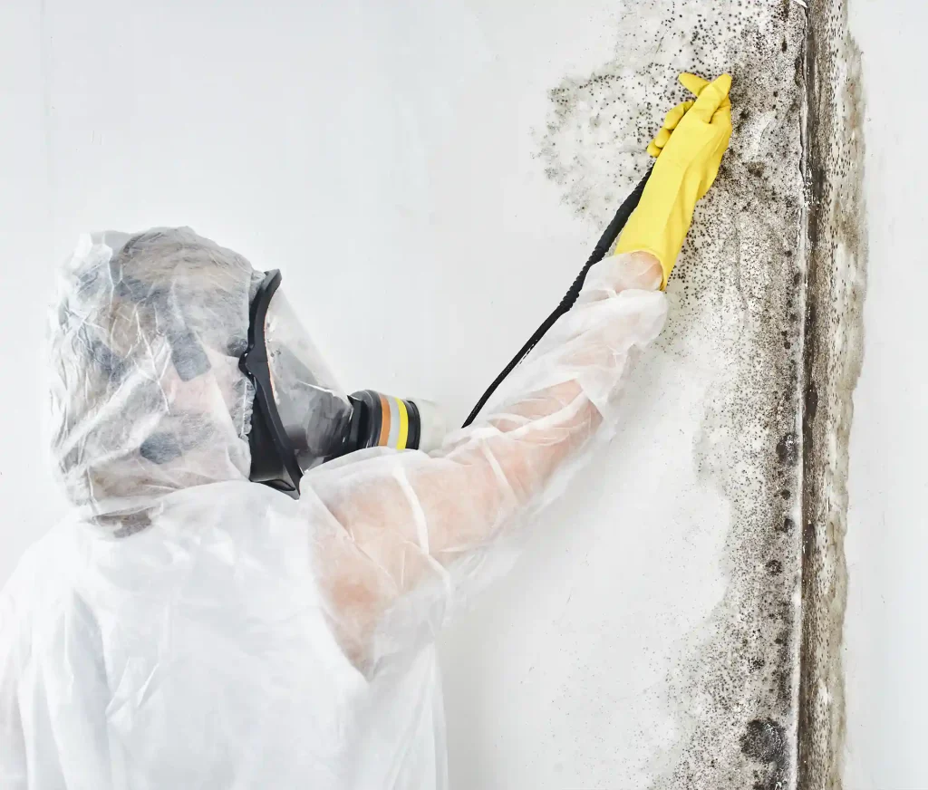 mold remediation services